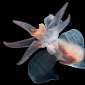 Picture of the Day: Sea Butterfly Caught on Camera by Research Zoologist