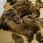 Picture of the Day: Sea Lion Pups Looked After by Orphanage in California