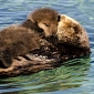 Picture of the Day: Sea Otter Pup Sleeps on Top of Its Mom
