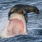 Picture of the Day: Seal Pup Escapes Death by Balancing on a Great White's Nose