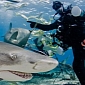 Picture of the Day: Shark Photobombs Diver