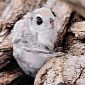 Picture of the Day: Siberian Flying Squirrel Smiles for the Camera