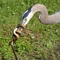 Picture of the Day: Snake Coils Around a Heron's Beak
