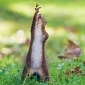 Picture of the Day: Squirrel Is a Fitness Fanatic