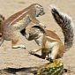 Picture of the Day: Squirrels Viciously Fight over Half a Watermelon
