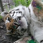 Picture of the Day: Tiger Tries to Paint, Gets Depressed When Realizing It Lacks Talent