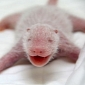 Picture of the Day: Tiny Giant Panda Cub Smiles for the Camera