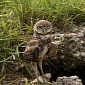 Picture of the Day: Underground Owls in Florida Hang Around Their Burrow
