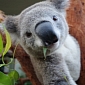 Picture of the Day: Vain Koala Takes Selfie While Chewing on Eucalyptus