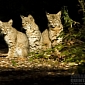 Picture of the Day: Wild Bobcats Relax in the Sun, Hope to Get a Tan