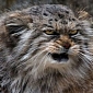 Picture of the Day: Wild Cat Takes Grumpiness to a Whole New Level