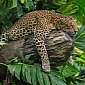Picture of the Day: World's Laziest Leopard Caught on Camera in Indonesia
