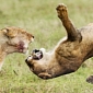 Picture of the Day: Young Lions Practice Their Fighting Skills