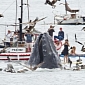 Pictures of Feeding Humpback Whales Go Viral