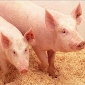 Pig Cells - A Cure for Diabetes?
