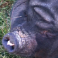 Pig Has Image of Yoda Embedded on Her Forehead