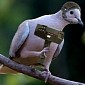 Pigeon Suspected of Espionage Arrested by Indian Authorities