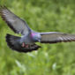 Pigeons Use Their Wings to Signal Danger