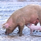 Pigs Can Evolve Antibiotic-Resistant Bacteria in Just Two Weeks