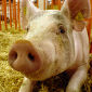 Pigs Provide New Model for Studying Diabetes