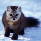 Pine Marten Enters the Pitch, Bites Swiss Soccer Player's Finger