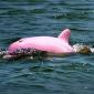 Pink Dolphin Found in Louisiana