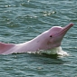 Pink Dolphins Are Being Killed by Pollutants in the Pearl River Estuary