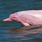 Pink Dolphins Are Dangerously Close to Extinction, Conservationists Say