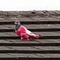 Pink and White Pigeon Photographed in the UK