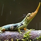 Pinocchio Lizard Believed Extinct for 50 Years Rediscovered in Ecuador