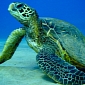 Pirate Fishermen Hook Endangered Green Sea Turtle, Conservationists Rescue It