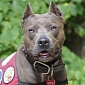 Pit Bull Named Elle Wins This Year's American Hero Dog Award