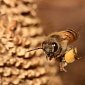 Plant Virus May Be Responsible for Honeybee Decline
