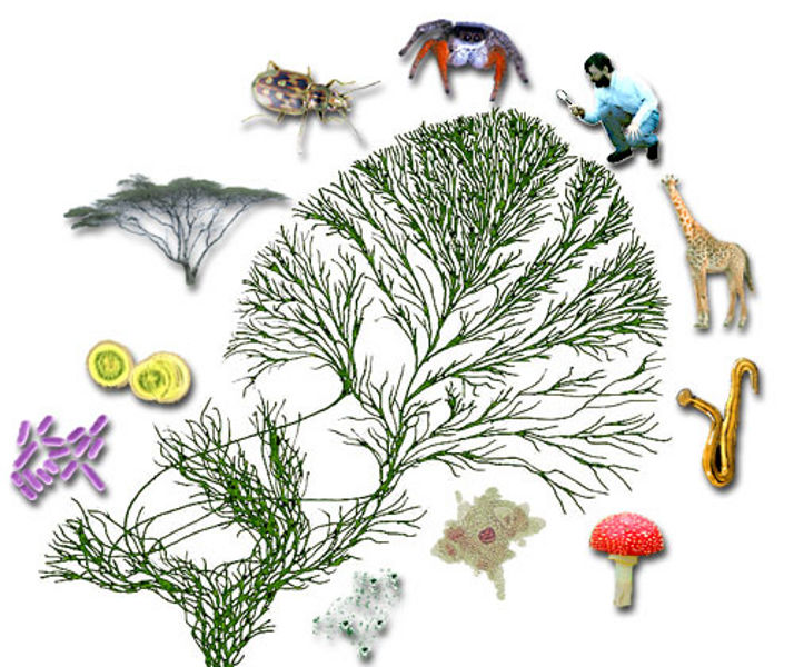 Plants and Animals Detect Microorganisms in Similar Ways