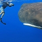 Plastic Pollution Kills Sperm Whales, Conservationists Say