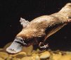 Platypuses Roamed with the Dinosaurs!