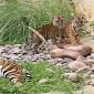 Playful Tiger Cubs Make Public Debut at San Antonio Zoo