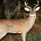 Poachers Become the Hunted as This Robot Deer Takes Point