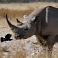 Poachers Gun Down Rhino, Take Its Horn and Ears