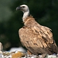 Poachers Poison Nearly 600 Vultures in Namibia's Bwabwata National Park