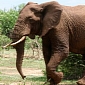 Poachers Pour Cyanide in Watering Holes, Kill Dozens of Elephants