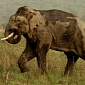 Poachers Should Be Executed on the Spot, Tanzanian Minister Thinks
