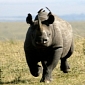 Poachers Target Rhinos Living at Wildlife Parks in Kent