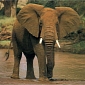 Poachers in Zimbabwe Use Cyanide to Poison Nearly 90 Elephants