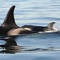 Pod of Killer Whales Off the Coast of Washington, US, Welcomes Its First Newborn in 2 Years