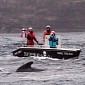 Pod of Whales Rescued by Sea Shepherd Activists in the Faeroe Islands