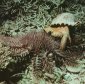 Poisonous Thorny Starfish Is Destroying the Coral Reefs