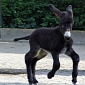 Poitou Donkey Foal Is Thriving at Zoo in Germany