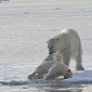 Polar Bear Cannibalism Linked to Climate Change
