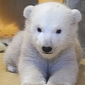 Polar Bear Cub at Germany's Zoo am Meer Undergoes Vet Exam
